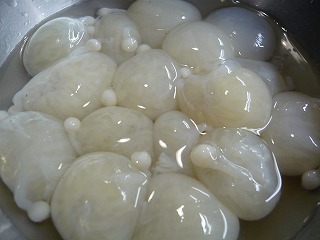 岡山のイイダコ_f0157910_15323014.jpg