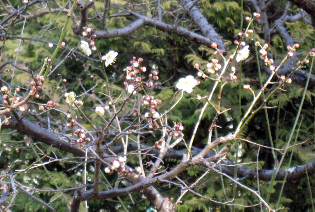 人間国宝 秋山逸生展_f0197215_830413.jpg