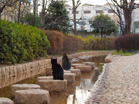 水辺の二匹。_c0136217_801919.jpg