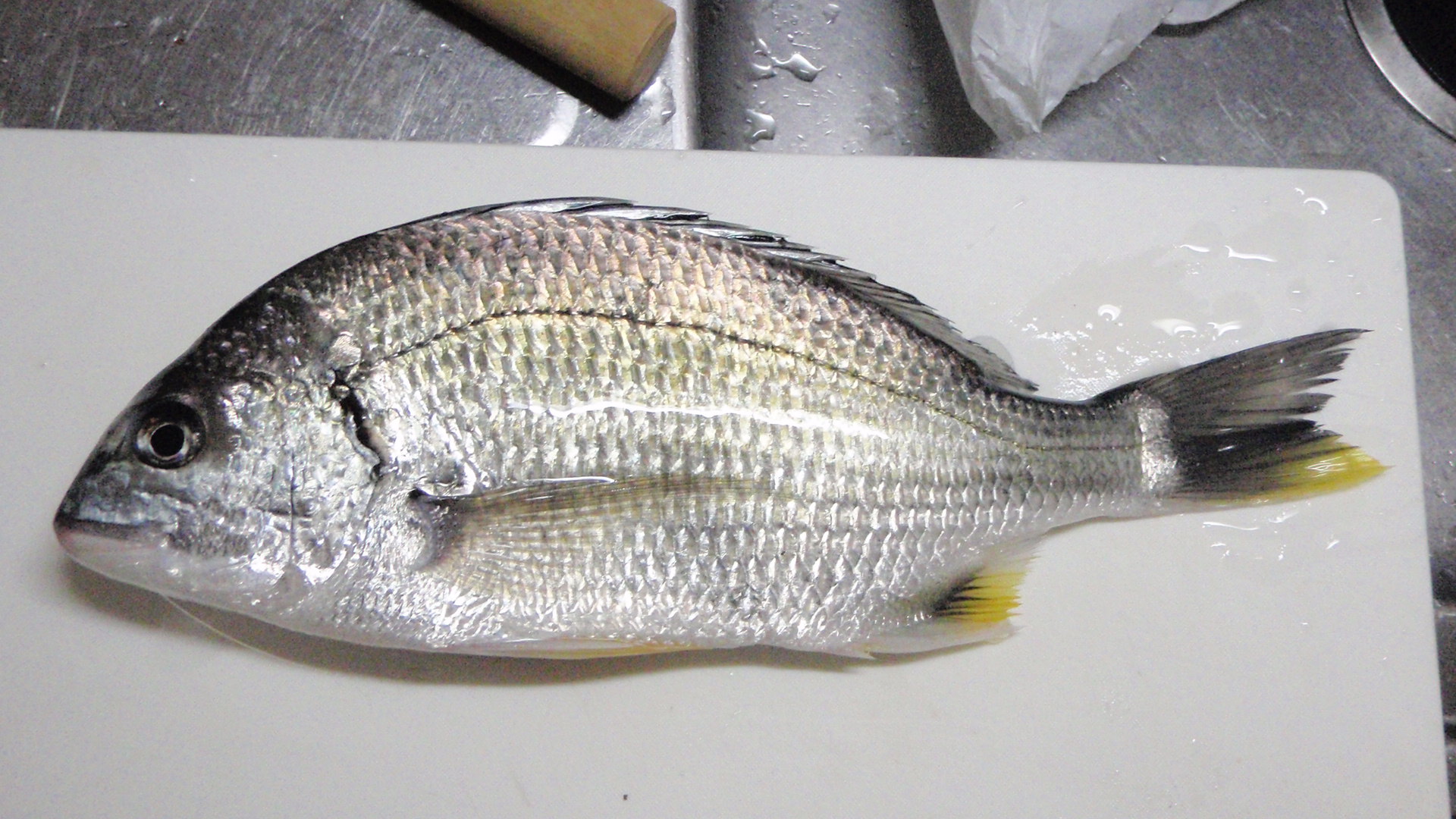 魚料理を極めろ