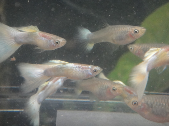 熱帯魚・水草_f0189122_13243529.jpg