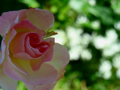 f0170524_1116597.jpg