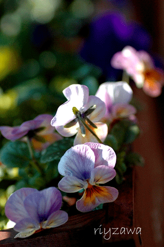 a0143435_1010547.gif