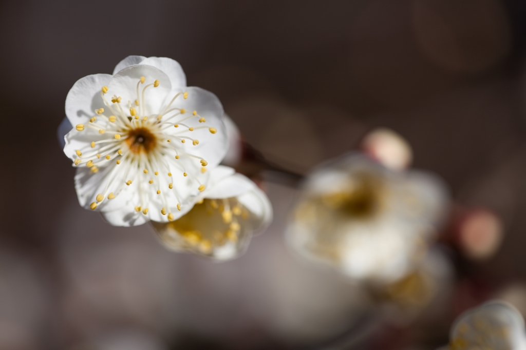 梅の開花_c0115948_21112879.jpg