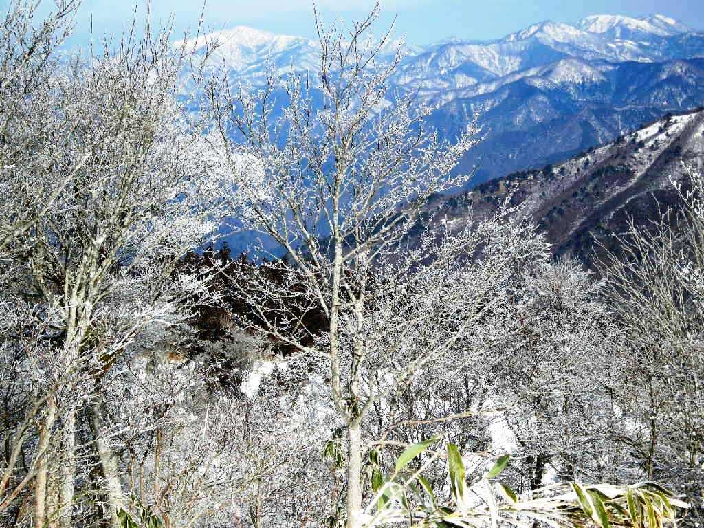 ﾔﾌﾞ山につき冬季限定ですよ、天児屋山_b0185573_17381327.jpg