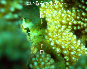 体験ダイビング&チェックダイブはラチャヤイ島♪_f0144385_4131852.jpg