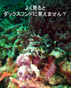 体験ダイビング&チェックダイブはラチャヤイ島♪_f0144385_4134455.jpg