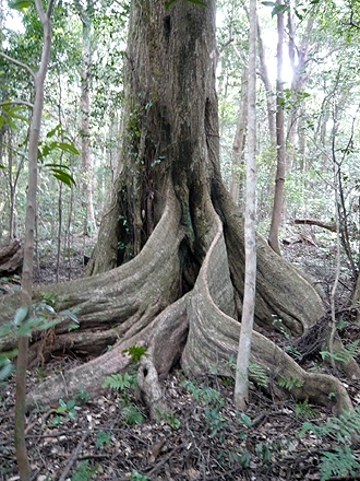 龍良山（たてらやま）原始林_e0066586_1315437.jpg