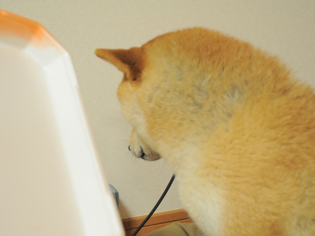 いたずらしたのは誰ですか?_a0126590_2215522.jpg