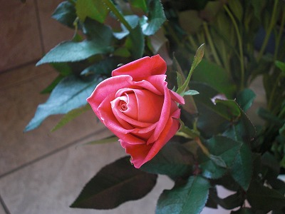 薔薇　―タージマハル―_a0101801_702058.jpg