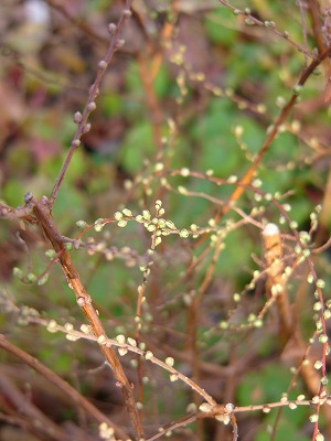 a0123003_17295344.jpg
