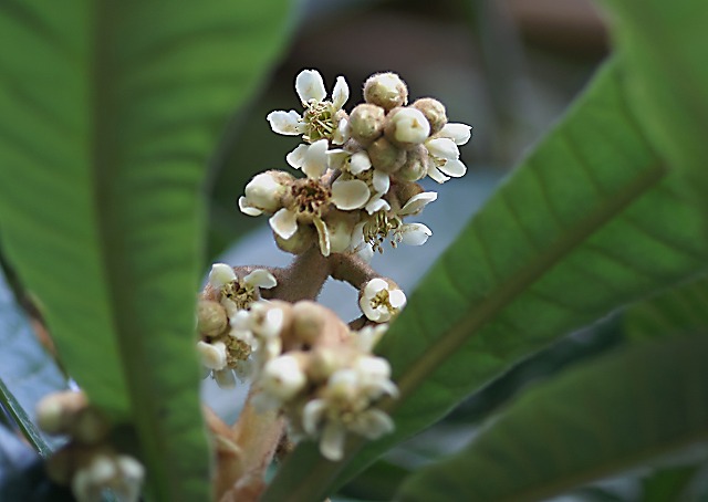 e0039703_22125158.jpg