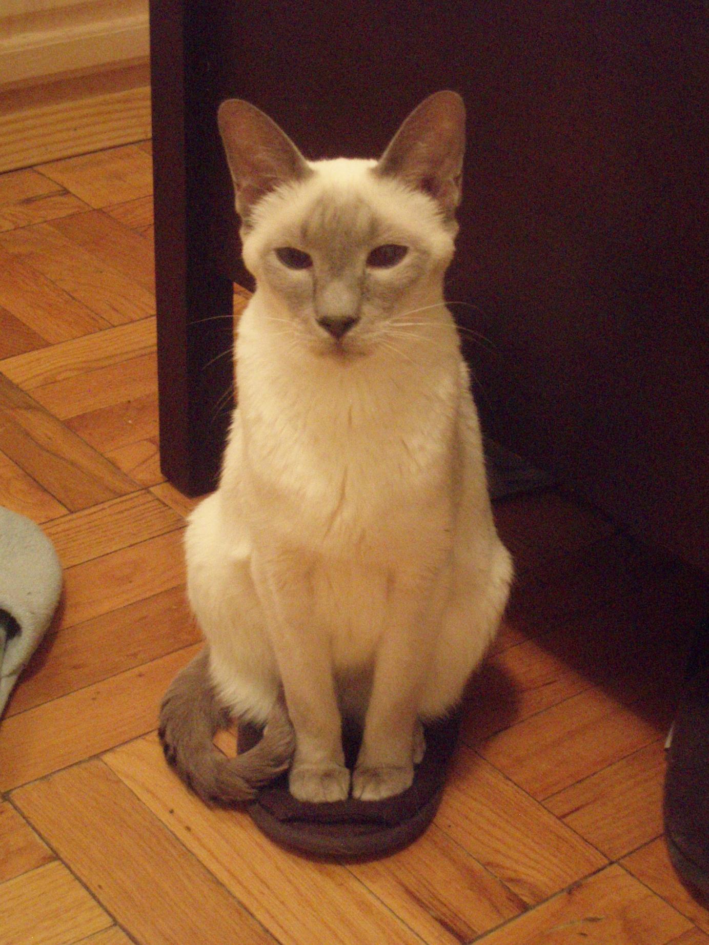 愛猫の姿で、「吾、唯足るを知る」_f0095325_13361172.jpg