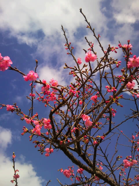  cherry blossoms_f0197325_1228868.jpg