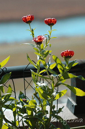 a0143435_85621100.gif