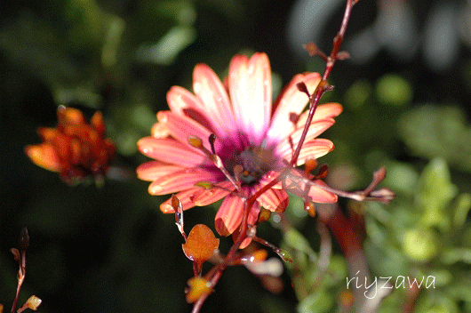 a0143435_8581799.gif