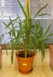 待合室にある観葉植物15年位経ってます!_f0209045_1115071.jpg