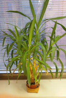 待合室にある観葉植物15年位経ってます!_f0209045_117378.jpg