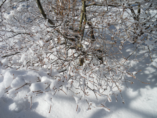 c0093046_19441431.gif