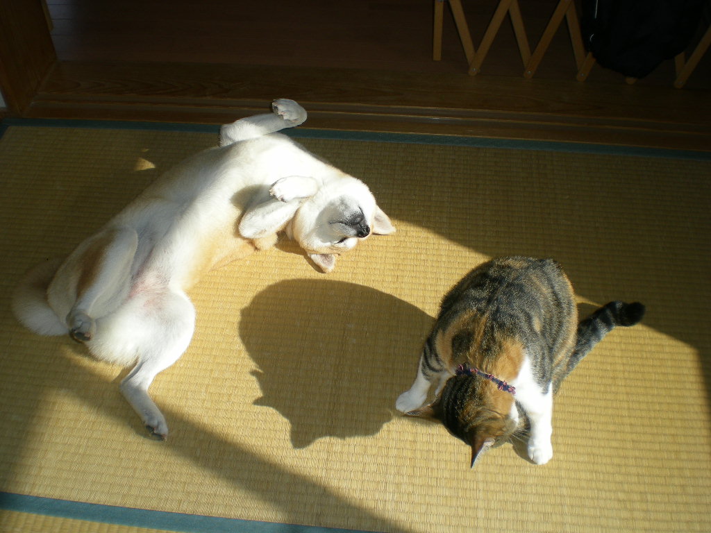 2010年1月29日(金)こころちゃんの水彩画が出来たよ~!_f0060461_1613825.jpg