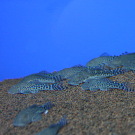 a0162263_015425.jpg