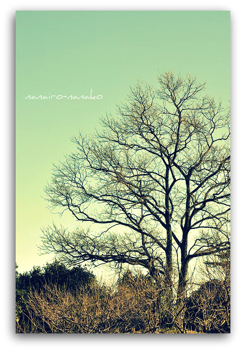冬の農事センター・・・冬枯れの木と梅の蕾_e0153963_045391.jpg