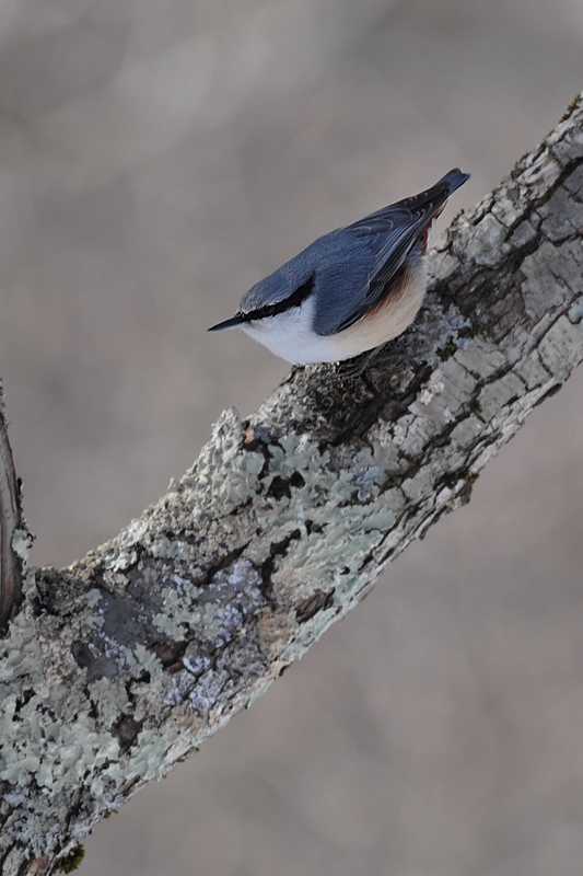 ゴジュウカラ_f0053272_9424082.jpg