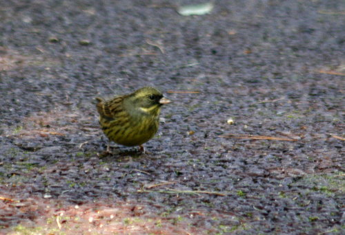  ☆　野鳥たち　☆_f0181173_16262173.jpg