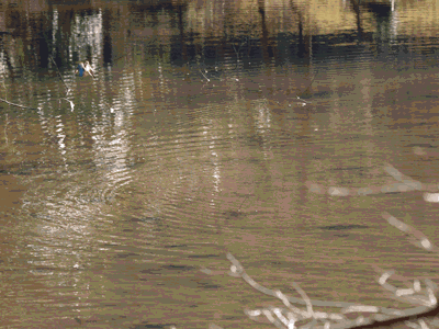b0021375_22133437.gif