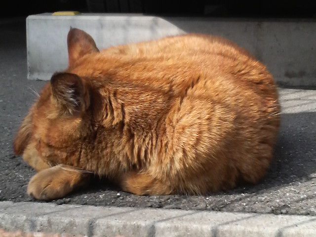 猫マグマ獣マリオネラ をしどり浮世捕物矢車 新激情版