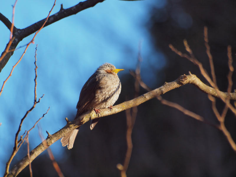 花粉まみれのヒヨドリ コーヒー党の野鳥観察 花粉まみれのヒヨドリ コーヒー党の野鳥観察