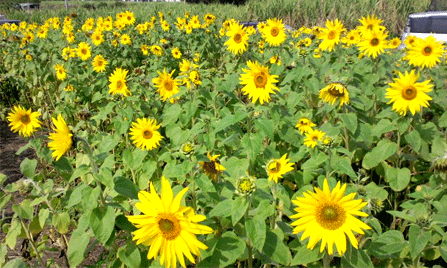 b0144590_21501569.gif