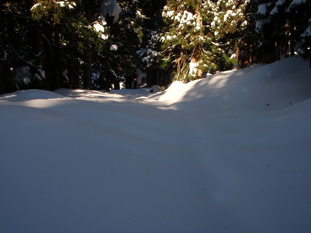野伏ケ岳 BC 2010.1.27 当った(^^)v_c0147398_0485625.jpg