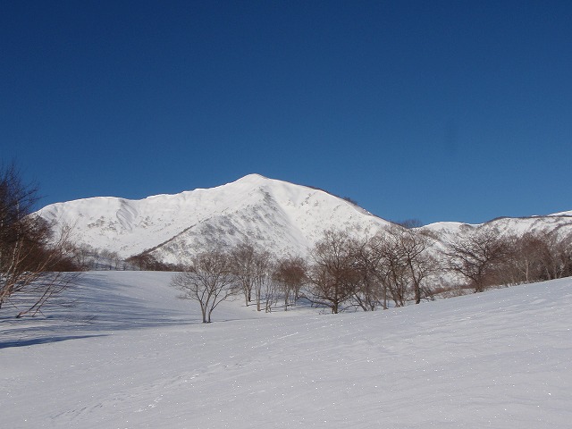 野伏ケ岳　BC　2010.1.27　当った(^^)v_c0147398_0495236.jpg