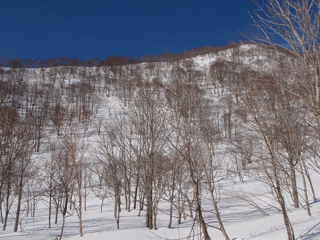 野伏ケ岳　BC　2010.1.27　当った(^^)v_c0147398_0503135.jpg