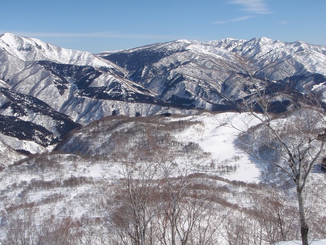 野伏ケ岳 BC 2010.1.27 当った(^^)v_c0147398_0514751.jpg