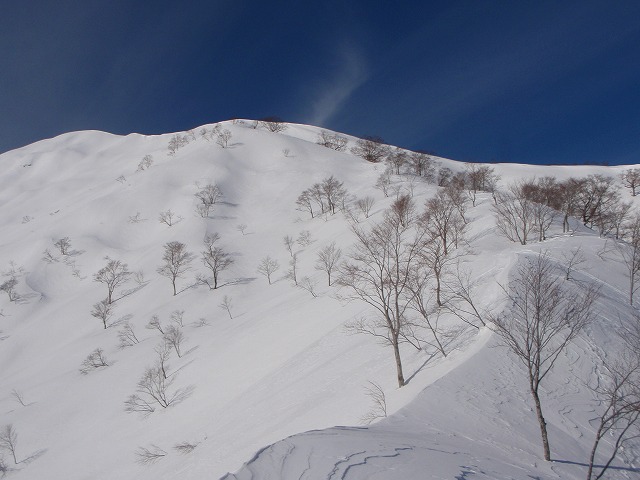 野伏ケ岳　BC　2010.1.27　当った(^^)v_c0147398_0521417.jpg