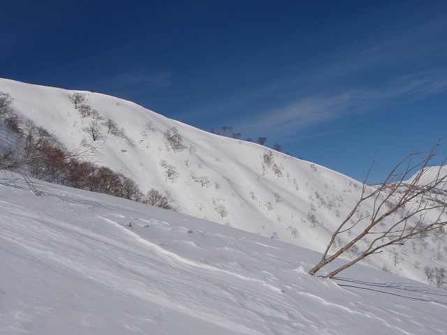 野伏ケ岳　BC　2010.1.27　当った(^^)v_c0147398_052627.jpg