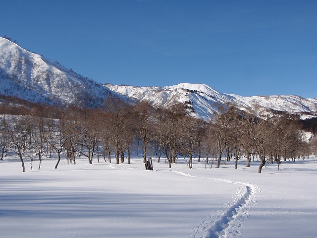 野伏ケ岳　BC　2010.1.27　当った(^^)v_c0147398_0542673.jpg