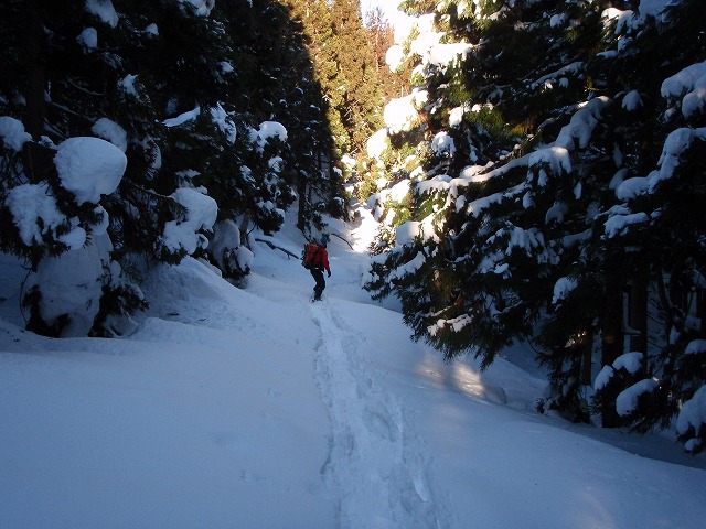 野伏ケ岳　BC　2010.1.27　当った(^^)v_c0147398_055660.jpg