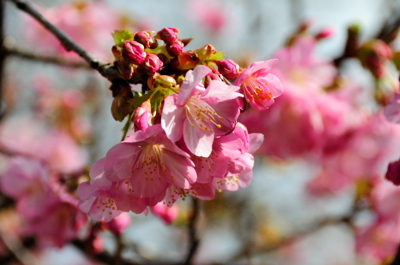 河津桜と金目鯛バーガー　前半_c0093301_2111383.jpg