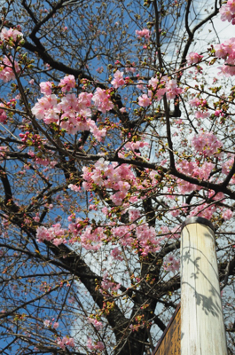 河津桜と金目鯛バーガー　前半_c0093301_2112446.jpg