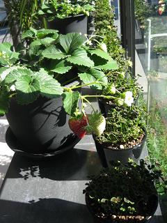 c0204201_23484792.jpg