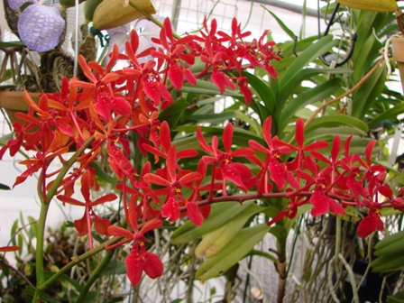  Renanthera.imschootiana_d0007501_8342313.jpg