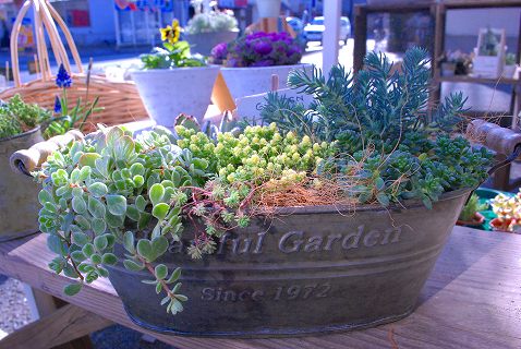 セダムの寄せ植え Ramb S Ear ラムズイヤー セダムの寄せ植え Ramb S Ear ラムズイヤー