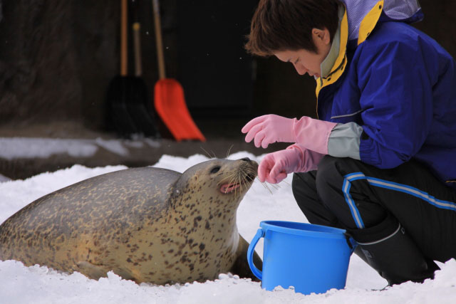 旭山動物園・・・アザラシのもぐもぐタイム_d0026817_0334751.jpg