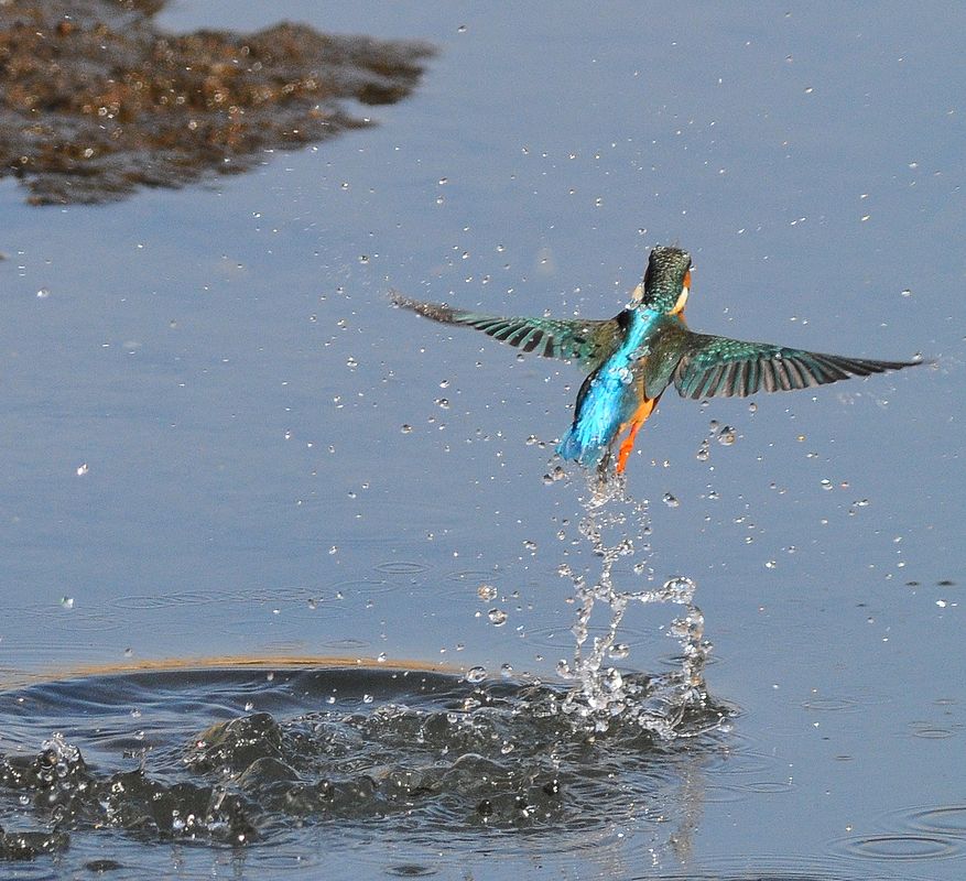 カワセミ水中発射超小型ミサイルか？・・・♪_a0031821_20141860.jpg