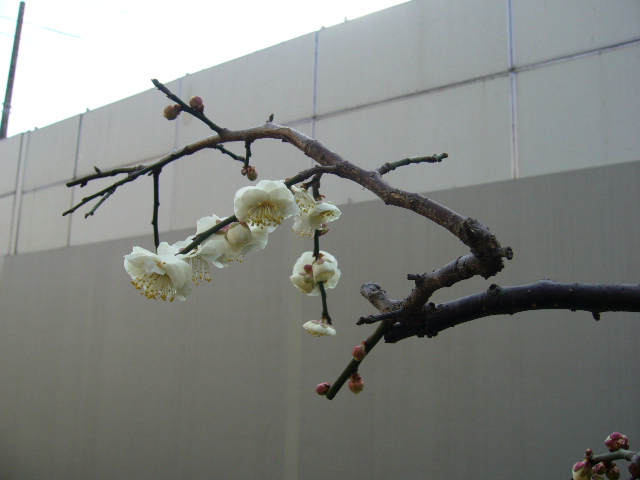 d0000324_1138298.jpg