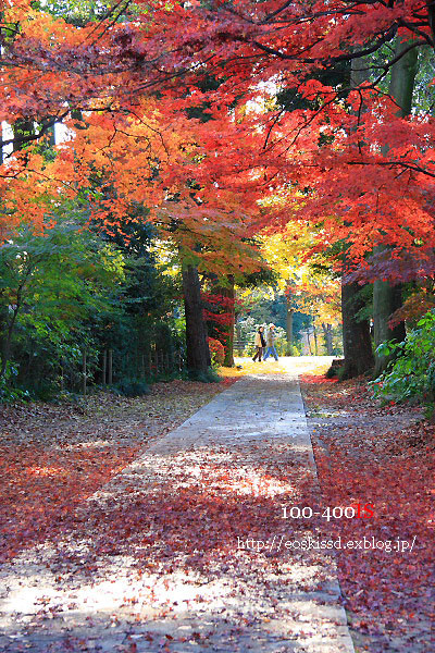 《花》　紅葉2　17-85mm　（興禅院）_c0080036_2317672.jpg