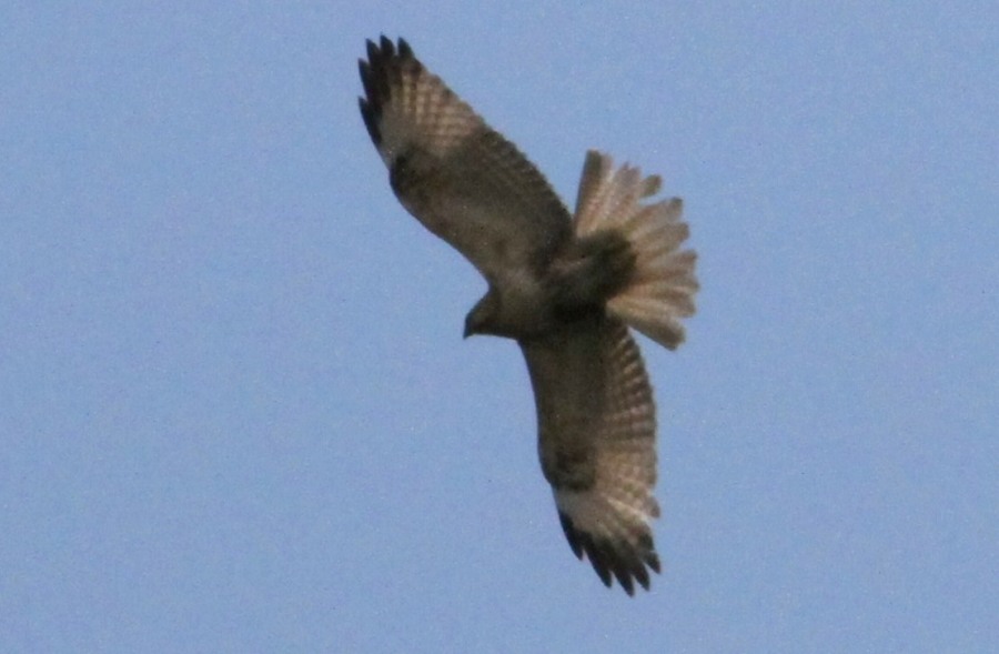 c0172139_0775.jpg